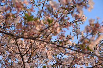 桜