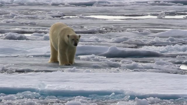 Polar bear male, jumping on sea ice, avoiding water, Arctic Ocean, Svalbard