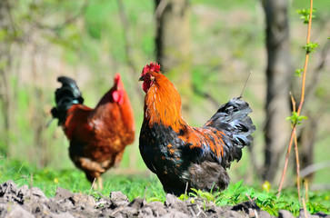 The rooster is very beautiful on a background of grass