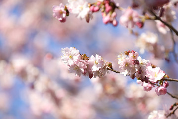 Spring sakura blossom in a sunny day. Sakura flowers bloom. 