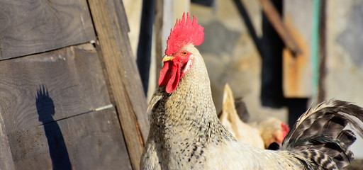 The rooster is very beautiful on a background of grass