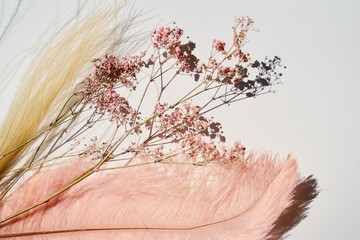 Pink-yellow feather and dry flowers on white background.
