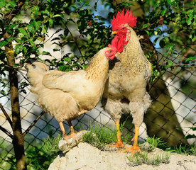 Rooster and chickens grazing on the grass