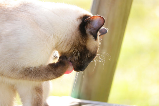 Chat siamois se l&egrave;che la patte