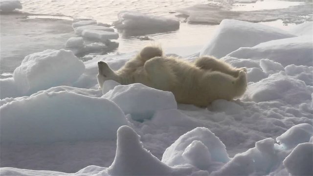 Polar bear, male rolling in ice to dry and clean fur, Arctic Ocean, Svalbard