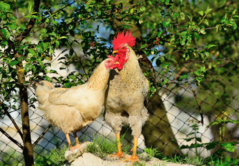 Rooster and chickens grazing on the grass