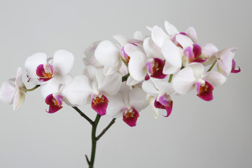 Fototapeta premium Orchidee