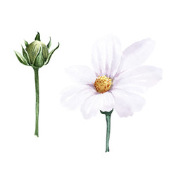 Isolated watercolor images of Cosmos