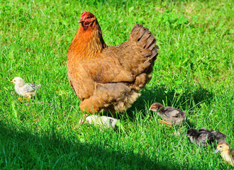 Chicken with little chickens and ducklings