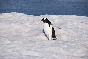 Fototapeta premium Gentoo Penguin , Petermann Island , Antarctica