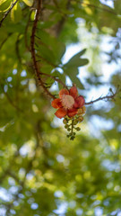 Canonball tree flower Couroupita guianensis. Beautiful fragnant flowers bloom in red, orange and yellow color to attract insect. Final stage of the growing flower looks like a canon ball.