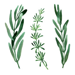 Isolated watercolor images of rosemary, eucalyptus, olive and other green plants. Different shapes and shades