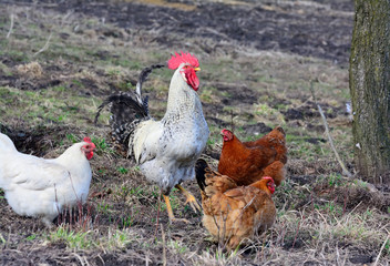 Rooster and chickens grazing on the grass