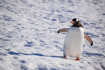  Gentoo Penguin , Petermann Island , Antarctica