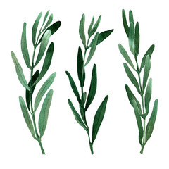 Isolated watercolor images of rosemary, eucalyptus, olive and other green plants. Different shapes and shades