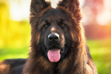 Close up portrait of purebred German Shepherd dog in the park on a sunny day looking at the camera with his tongue hanging out.