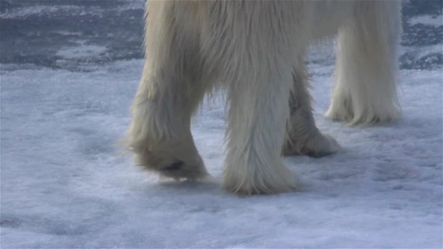 Polar bear feet close up, making footprints in sea ice, Grey seal remains after a Polar bear kill, , Arctic Ocean, Svalbard