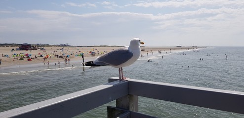 Nordsee M&ouml;we strand Skt. Peter Ording