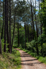 Sendero por medio de pinos autoctonos de la zona de Galicia