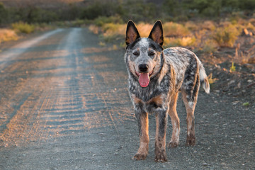 Australian Cattle Dog (Blue Heeler) puppy outdoors standing on a dirt road full length portrait and looking at the camera, mouth open and tongue sticking out in golden sunlight