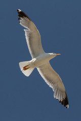 Yellow-legged Gull (Larus michahellis) flying at Mikri Vigla on Western Naxos, Greece.