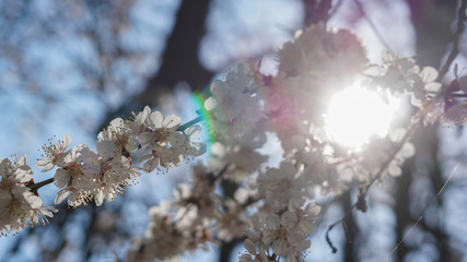 beautiful flowers of apricot tree, spring and sunny