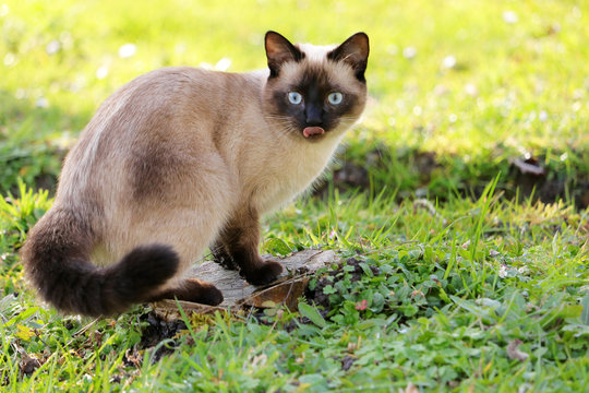 Chat Siamois Images Browse 291 Stock Photos Vectors And Video Adobe Stock Chat Siamois Images Browse 291 Stock Photos Vectors And Video Adobe Stock