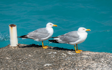 Yellow-legged Gull (Larus michahellis)
on a quay at Donousa Island, Greece.