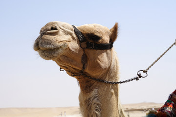 
Camel in the desert of Egypt - obrazy, fototapety, plakaty