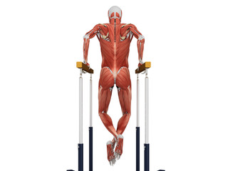 medically accurate illustration work of the human muscular system when performing exercises on a sports apparatus 3d render on white