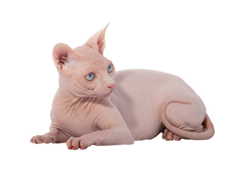 sfinks cat isolated on white background