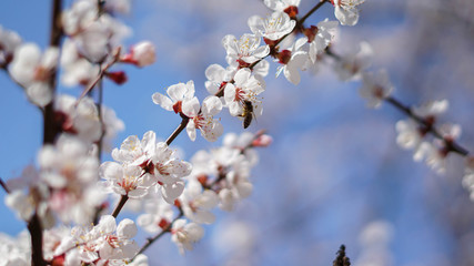 beautiful flowers of apricot tree and bee, spring