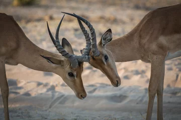 Acrylic prints Antelope Impalas bickering