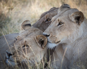 Napping lion family