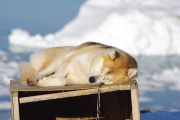 Sledge dog resting on his hut