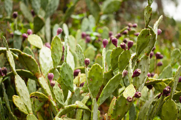 cactus and purple cactus flowers in the forest