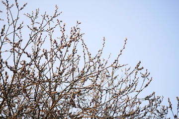 a blooming branch in the setting sun