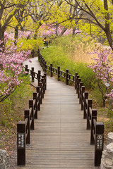 Beijing Botanical Gardens in Springtime