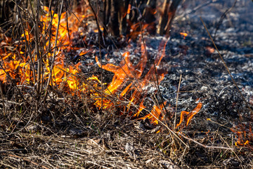 Dry grass fire in the steppe. Burning dry grass in the spring.