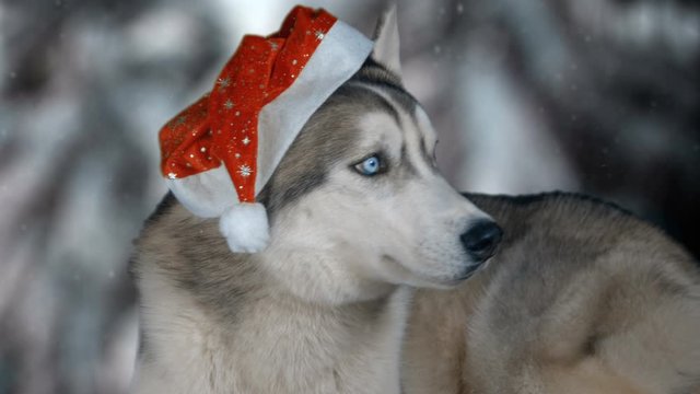 Dog siberian husky on winter background. 4K high detailed footage. Shot on black magic cinema camera.
