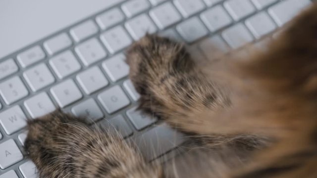 Tabby cat is typing text on a computer keyboard