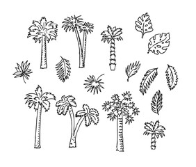 Tropical set, palms.