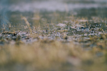 Spring frozen grass in Russia