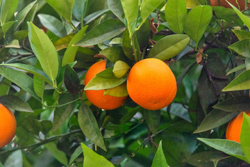 Summer background. Orange garden with ripe fruit on a tree branch