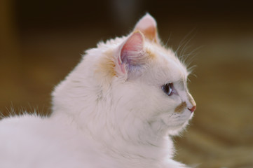 portrait of a white cat