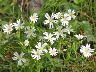 Stellaria holostea, the addersmeat or greater stitchwort, a perennial herbaceous flowering plant in the family Caryophyllaceae