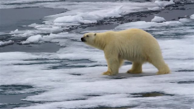 Polar bear Male Walking on broken sea ice
Polar bear Walking on waving  Melting broken sea ice in arctic Ocean, Svalbard
