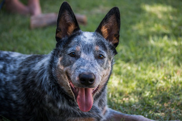 Young Australian Cattle Dog (Blue Heeler) closeup looking at the camera portrait of face, mouth open and tongue sticking out
