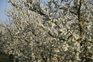 Mirabelle plum trees orchard white flowers