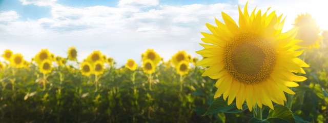Yellow sunflower flower on a background of a plantation field at sunset. Agriculture industry and farming. Growing seeds, raw material for sunflower oil production. Ukraine, Kherson region.
